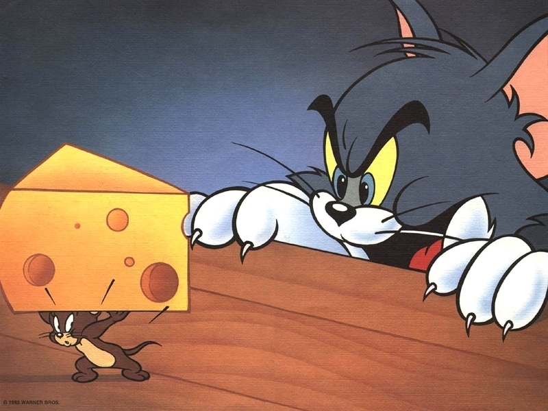 الفئران تحب الجبنة: حقيقة أم خرافة؟