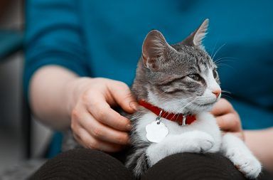 داء المقوسات القطط الإصابة المرض