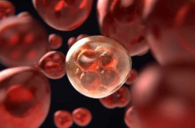 العلماء يتوصلون إلى وصف دقيق لكل خلية من خلايا الجنين في مراحله المبكرة - وصف كامل للمراحل المبكرة من تطور الجنين - مجال علم الوراثة المتعلق بالنمو