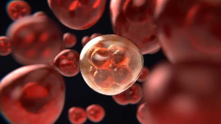العلماء يتوصلون إلى وصف دقيق لكل خلية من خلايا الجنين في مراحله المبكرة