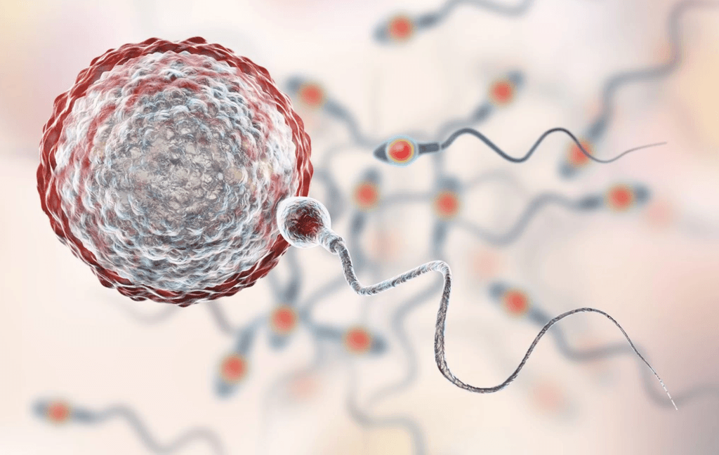 اكتشاف بنية جديدة داخل الحيوانات المنوية البشرية