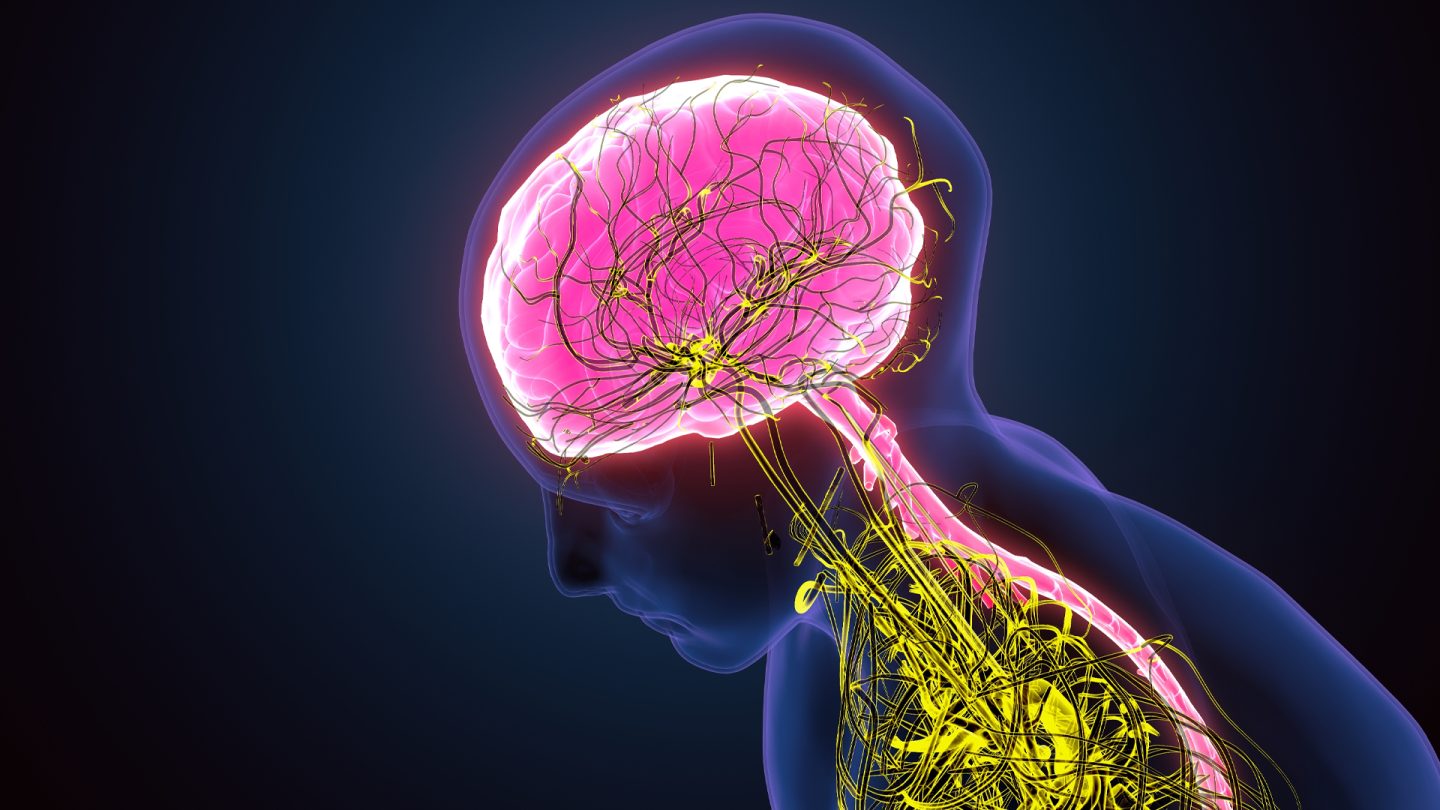 تحفيز العصب المبهم في الأذن يقوي التواصل بين المعدة والدماغ