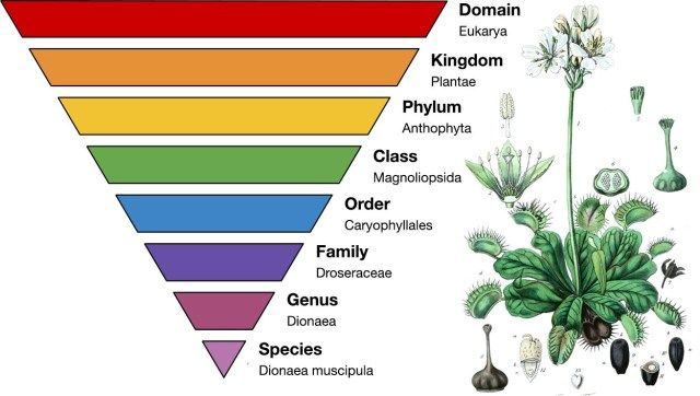 علم التصنيف ترتيب الكائنات الحية إلى مجموعات أنا أصدق العلم