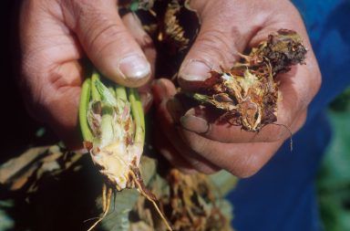 معالجة الذبول الكبكوبي ما هو الذبول الكبكوبي وكيف نقوم بإصلاح هذا الضرر الأمراض التي تصيب النباتات ذبول النبات الفطريات التربة