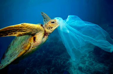 ما مدى خطورة الأكياس البلاستيكية على البيئة؟ - ما هي آثار استخدام أكياس البلاستيك على البيئة - ما علاقة الأكياس البلاستيكية بالتلوث