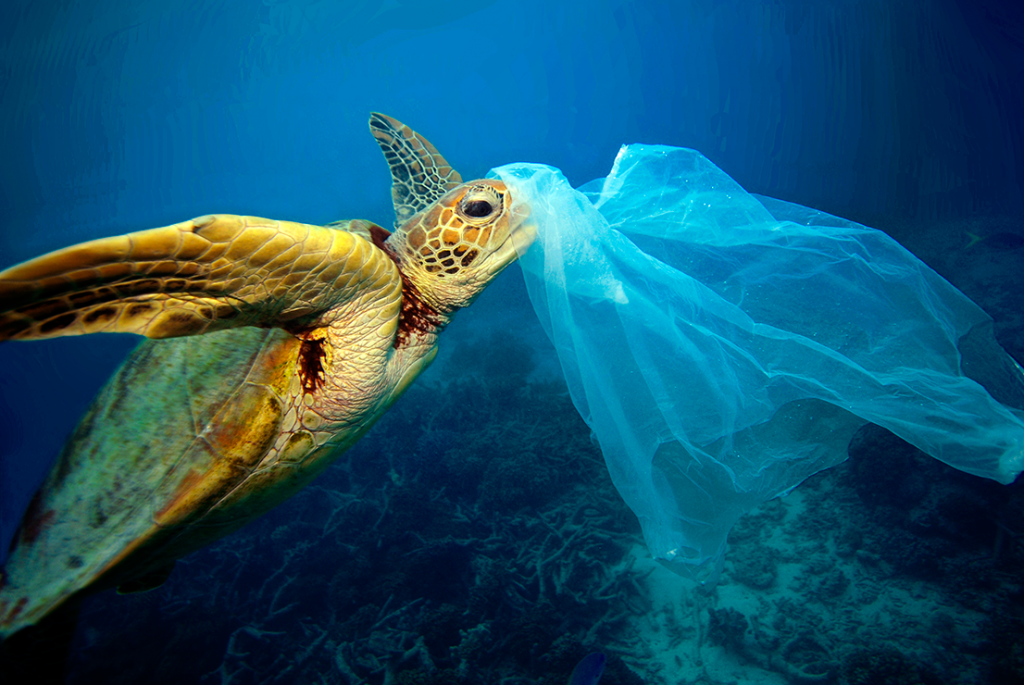 ما مدى خطورة الأكياس البلاستيكية على البيئة؟