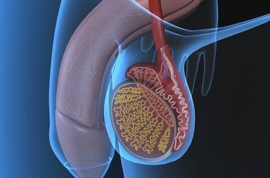 التهاب الخصية Orchitis: الأسباب والأعرض والتشخيص والعلاج الإصابة بفيروس النكاف تورم كيس الصفن أسباب الإصابة بالتهاب الخصيتين