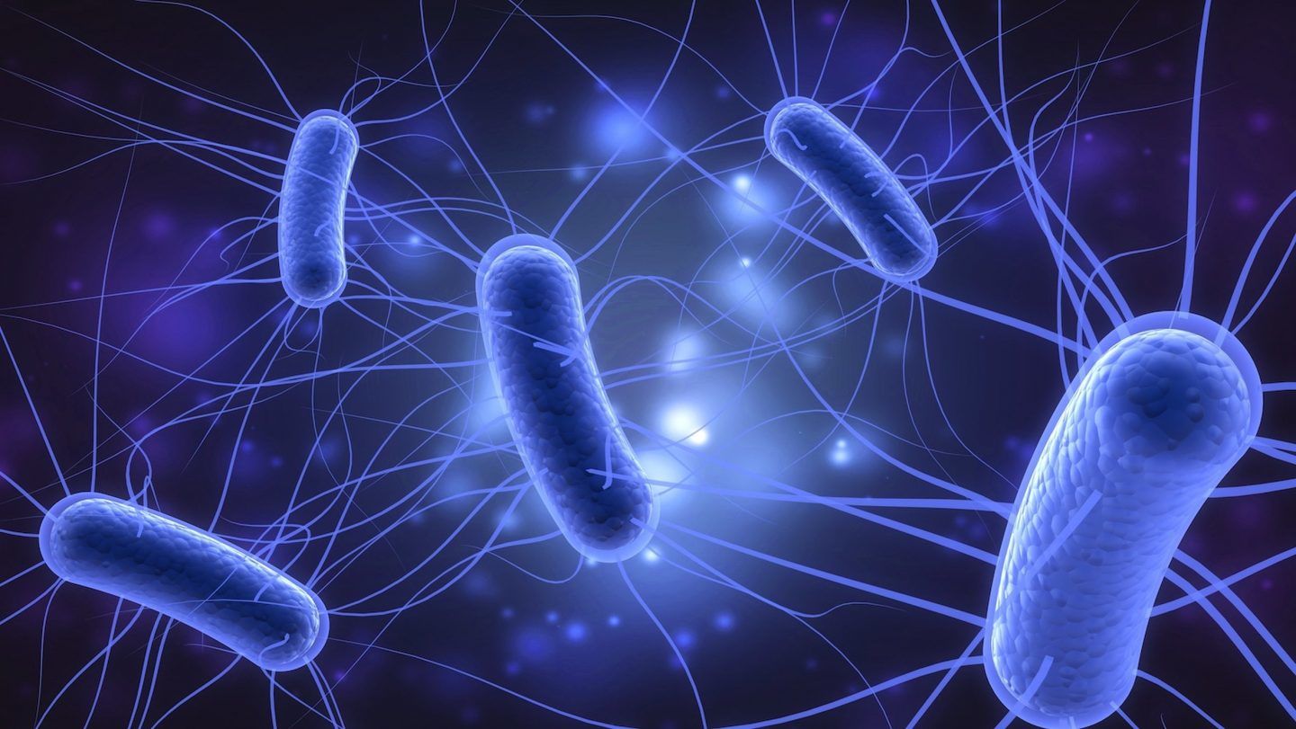 ما هي جرثومة الإشريكية القولونية E. coli؟