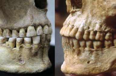 توضح الصورة الفرق بين جمجمة أنثى رومانية من البشر الصيادين-الجامعين (على اليسار) وبين جمجمة رجل يوناني بالغ عمرها 2500 عام (على اليمين)، إذ تفتقر جمجمة الأنثى لبروز الأسنان العلوية.