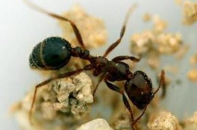 أظهرت دراسة حديثة أن النمل قد يصبح أفضل من الكلاب في الكشف عن الخلايا السرطانية لدى البشر - النمل يشتمّ السرطان لدى البشر وقد يسهم في الكشف المبكر عنه!