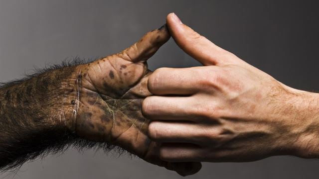 كيف زودت العملية التطورية أيدينا بخمسة اصابع ؟