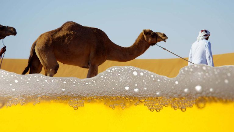 هل شرب بول الإبل - بول البعير آمن؟