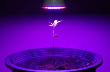 هل زراعة النباتات في الضوء الاصطناعي ممكنة - هل يمكن أن تنمو النباتات في الضوء الاصطناعي - الفارق في نمو النباتات بين الضوء الاصطناعي وضوء الشمس