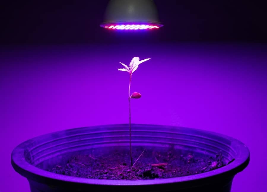 هل زراعة النباتات في الضوء الاصطناعي ممكنة؟