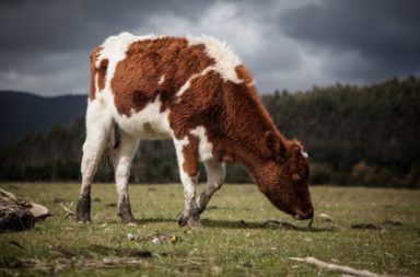 تستطيع الميكروبات في معدة الأبقار المساعدة على إعادة تدوير البلاستيك! كيق تساهم جراثيم تيرفثالات البولي إيثيلين في إعادة تدوير البلاستيك