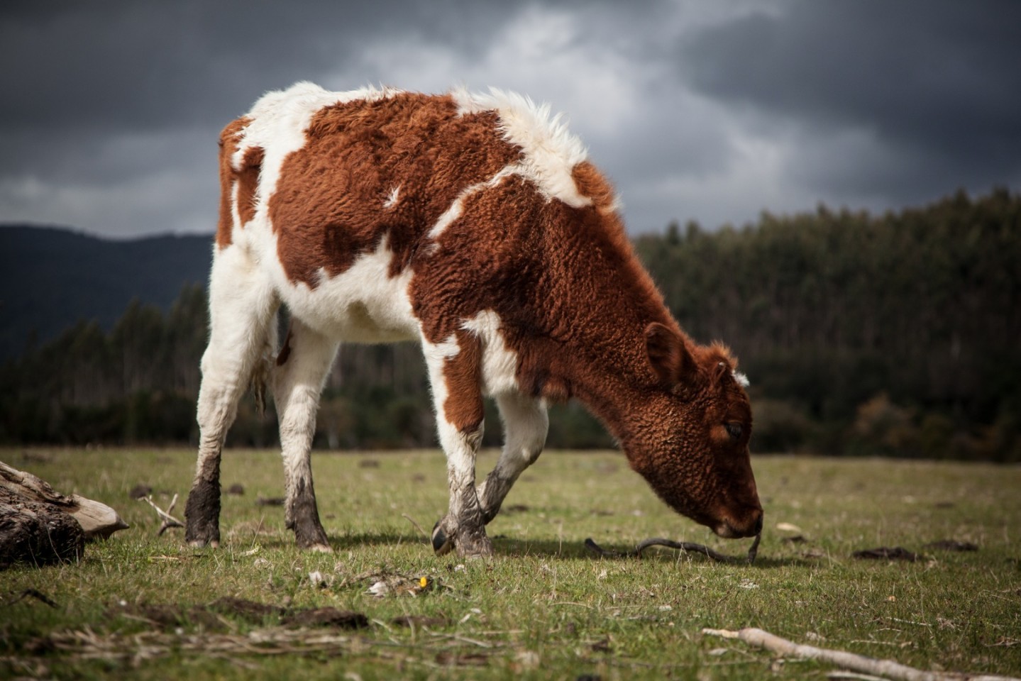 تستطيع الميكروبات في معدة الأبقار المساعدة على إعادة تدوير البلاستيك!