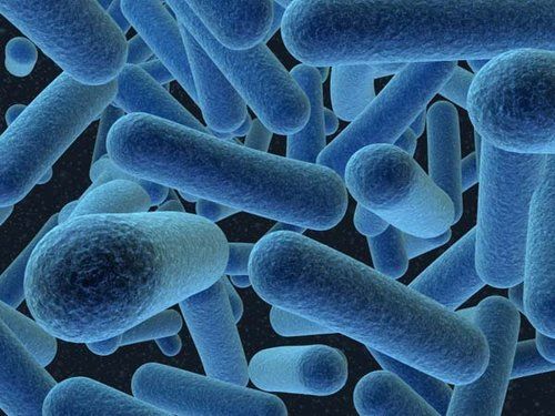 كيف تؤثر الميكروبات في الأمعاء على داء الكريات المنجلية؟