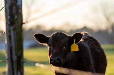 استخلاص الإنسولين من الأبقار ليس بالأمر الجديد. إلا أن العلماء توصلوا حديثًا إلى إنتاج إنسولين يطابق الإنسولين البشري لدى بقرة معدلة جينيًا