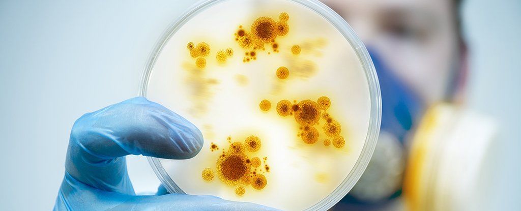 لأول مرة ، البكتيريا تدخل وضع الزومبي للنجاة من الموت !