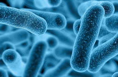 البكتيريا الجراثيم المكورات العقدية