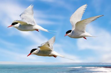 رُصدت خمسة أنواع من الطيور التي تهاجر مسافات طويلة خلال فصل الخريف. أين ترتاح الطيور عند سفرها لمسافات طويلة؟ الطيور على السفن