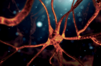 فيزيائيون يبطلون تفسيرًا لكيفية عمل الخلايا العصبية دام لما يزيد عن مئة عام كيف تعمل الخلايا العصبية كيف تعمل خلايا الدماغ وظيفة العصبونات