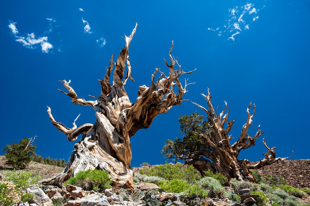 الشجرة الاقدم على وجه الارض في خطر الوقوع ضحية للتغير المناخي