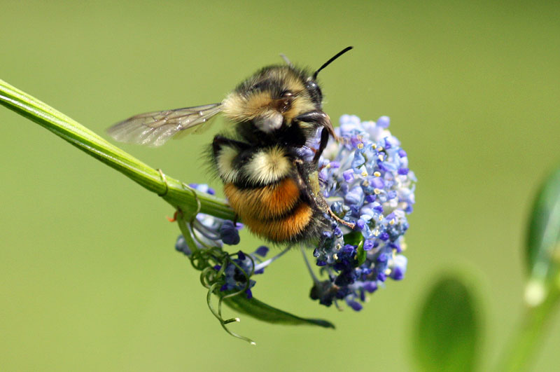 النحل البري يلقح الأزهار ويوفر المليارات