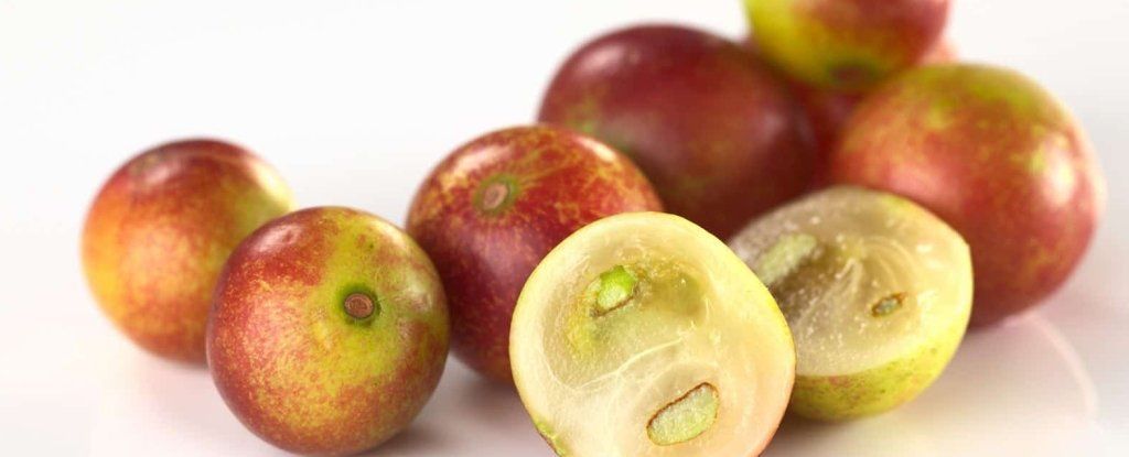 هذه الفاكهة الأمازونية الغريبة تخفف من السمنة عند الفئران، لكن لا تهرع لشرائها الآن!
