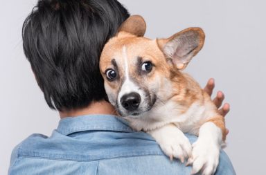 هل يمكن للكلاب أن تستشعر الخوف البشري والحالة العاطفية - هل تستطيع الكلاب تحديد حالتنا العاطفية عبر الرائحة وحدها - حاسة الشم لدى الكلاب