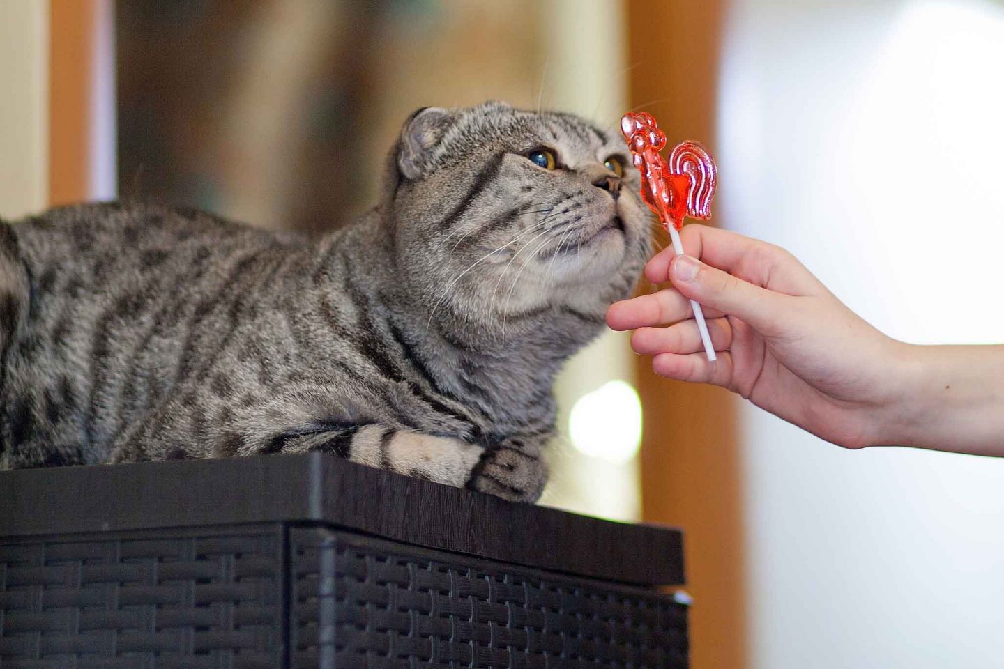 لماذا لا تشعر القطط بالطعم الحلو
