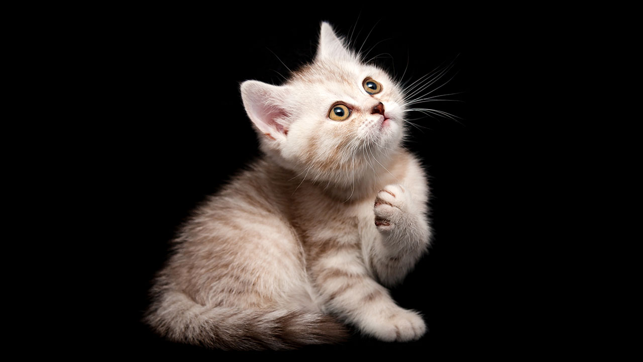 داء المقوسات الذي تسببه القطط يسبب نوبات ذهانية ولكن للرجال فقط!