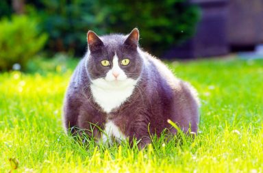 يعاني أكثر من نصف القطط في الولايات المتحدة الأمريكية من الوزن الزائد، ذلك رقم مثير للقلق بحد ذاته. لماذا لا يجب عليك إطعام قطتك الكثير من الطعام ؟