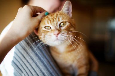أعراض داء خدش القطط علاج داء خدش القطط الأسباب والأعراض والتشخيص والعلاج القطط المصابة بالبراغيث البراغيث الناقلة للعدوى المخالب
