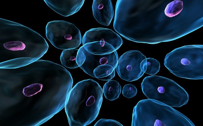 العلماء يهندسون خلايا بشرية شفافة كخلايا الحبار
