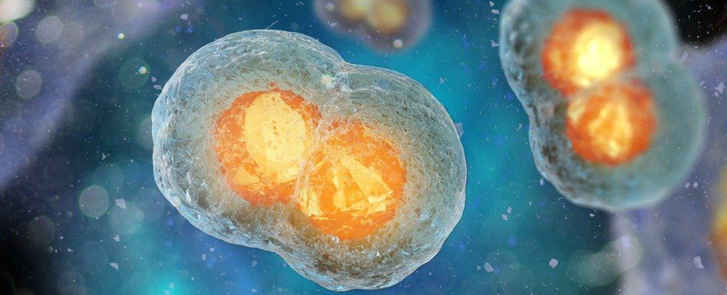 علماء يكتشفون الساعة الداخلية للخلايا الحية