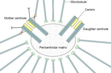 الجسيم المركزي ما هو الجسيم المركزي في الخلية ما هي وظيفة الجسيمات المركزية ضمن الخلايا الحية الخلية الحيوانية انقسام الخلايا