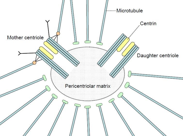 ما هو الجسيم المركزي في الخلية ؟
