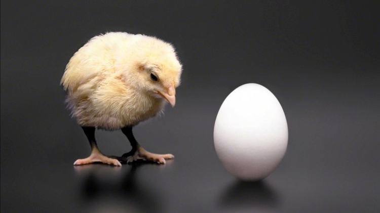 من جاء أولًا البيضة أم الدجاجة؟