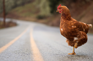 دراسة جينية تقول إن أول دجاجة مشت على سطح الأرض ظهرت في جنوب شرق آسيا - أكبر مصدر بروتين حيواني للبشر - السلف الرئيسي للدجاج - تطور الدجاج