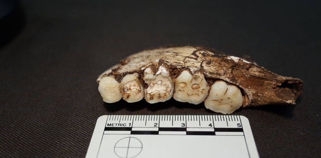 أسنان الهومو ناليدي تكشف تفاصيل جوهرية عن نظامه الغذائي