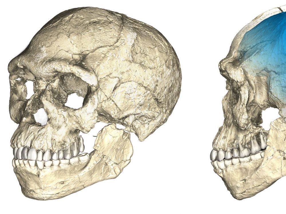 التاريخ البشري أقدم مما كنا نعتقد: العثور على أقدم أحفورة بشرية خارج أفريقيا