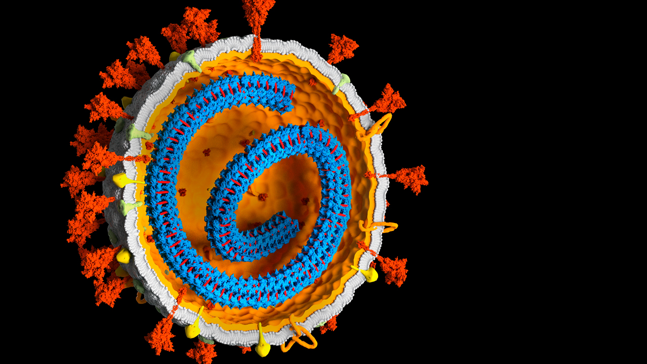 حمض نووي فيروسي قديم في الجينوم البشري يحمي البشر من العدوى
