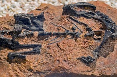 يعتقد العلماء أن هذا الديناصور (موسوروس باتاجونيكس) زحف قبل أن يمشي فصيلة السحليات القارضة جنس الصوروبودات تطور نمو الديناصورات