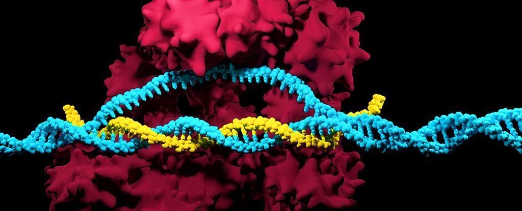 عقبة كبرى: يمكن أن تسبب تقنية CRISPR طفرات كثيرة وأضرار وراثية