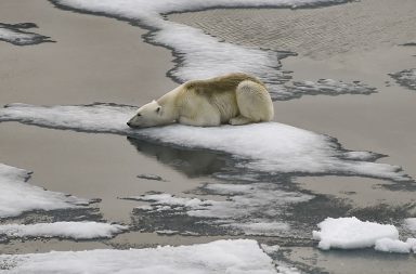 يطفو جليد القطب الشمالي على سطح المحيط في المناطق القطبية، لكن أدت كارثة طبيعية على شكل عاصفة قطبية إلى انخفاض ذوبان الكتلة الجليدية في بداية العام الحالي