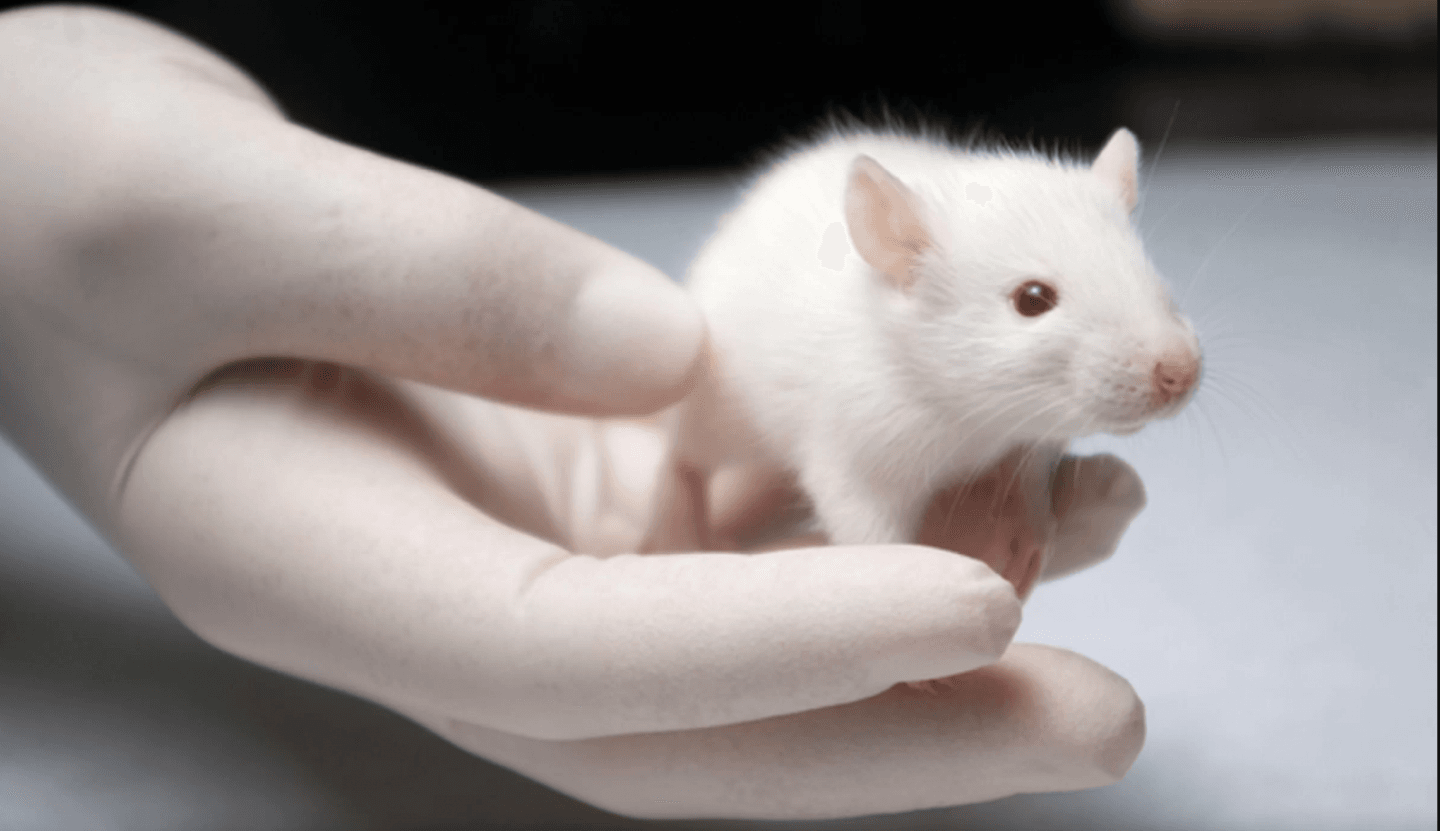 لماذا تستخدم الفئران في التجارب دون غيرها؟