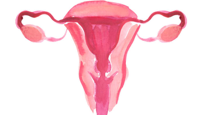 العثور على أدلة مفاجئة لدور الرحم في الإدراك لدى النساء