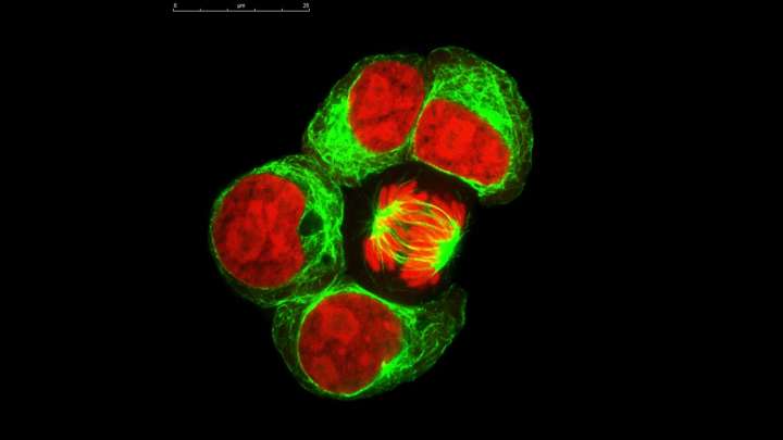 الباحثون يزرعون جهاز الليزر داخل الخلايا السرطانية