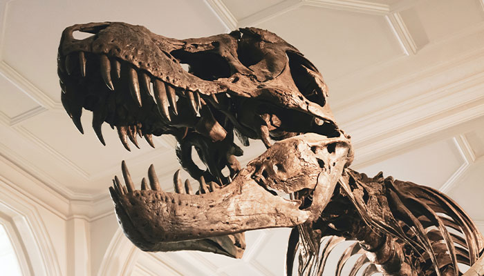 قد تكون الديناصورات هي سبب عدم قدرتنا على العيش 200 عام